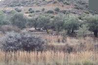4431 SQM Land · Ora (Larnaca) for sale 