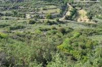 9700 SQM Land in Pachna (Limassol) for sale 
