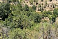 196 SQM Land in Galata (Nicosia) for sale 