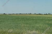 11814 SQM Land in Avgorou (Famagusta) for sale 