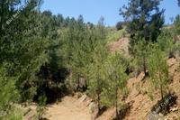 4348 SQM Land · Pedoulas (Nicosia) for sale 