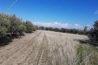 7358 SQM Land · Klirou (Nicosia) for sale 