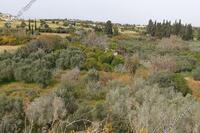 0 SQM Land in Maroni (Larnaca) for sale 