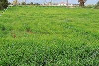5610 SQM Land in Avgorou (Famagusta) for sale 