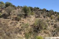 6021 SQM Land · Letymvou (Paphos) for sale 