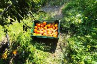 2066 SQM Land · Dierona (Limassol) for sale 