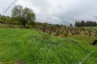 9365 SQM Land · Pachna (Limassol) for sale 