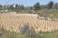 4658 SQM Land · Pachna (Limassol) for sale 