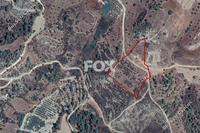 10703 SQM Land in Kinousa (Paphos) for sale 