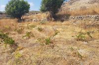 4683 SQM Land in Pachna (Limassol) for sale 