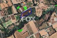 4524 SQM Land in Kissonerga (Paphos) for sale 