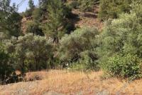 7191 SQM Land in Kalo Chorio Lemesou (Limassol) for sale 