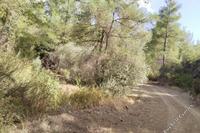 22743 SQM Land in Lysos (Paphos) for sale 