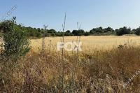 12821 SQM Land in Marathounta (Paphos) for sale 