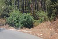 7486 SQM Land in Pelendri (Limassol) for sale 
