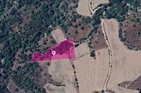 9700 SQM Land in Mousere (Paphos) for sale 