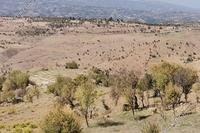 9365 SQM Land in Faleia (Paphos) for sale 