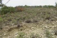 4181 SQM Land · Arminou (Paphos) for sale 