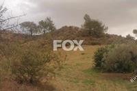 7024 SQM Land in Vasa Kilaniou (Limassol) for sale 