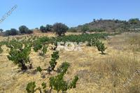 5352 SQM Land in Agios Ambrosios (Limassol) for sale 