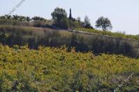 0 SQM Land in Stroumbi (Paphos) for sale 