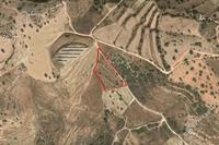 3660 SQM Land in Tala (Paphos) for sale 