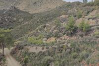 7693 SQM Land in Ora (Larnaca) for sale 