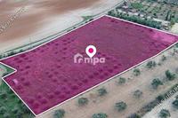 8938 SQM Land in Latsia (Nicosia) for sale 