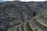 9995 SQM Land · Arsos Lemesou (Limassol) for sale 