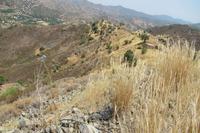 16054 SQM Land · Pigenia (Nicosia) for sale 