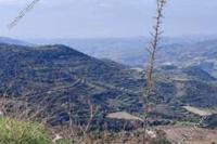 5352 SQM Land · Dora (Limassol) for sale 