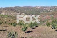 6021 SQM Land in Choletria (Paphos) for sale 