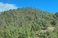 11102 SQM Land in Pera Orinis (Nicosia) for sale 
