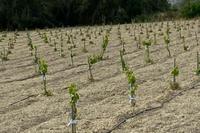 7693 SQM Land in Anafotida (Larnaca) for sale 