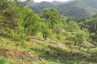 15771 SQM Land in Pigenia (Nicosia) for sale 