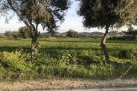 2973 SQM Land in Dali (Nicosia) for sale 