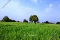 13713 SQM Land in Tremithousa (Paphos) for sale 