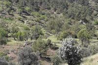 2174 SQM Land in Agios Epifanios Oreinis (Nicosia) for sale 