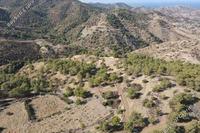29098 SQM Land in Pano Pyrgos (Nicosia) for sale 