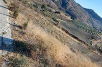 6391 SQM Land · Episkopi Pafou (Paphos) for sale 