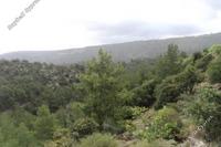 11706 SQM Land in Prastio (Paphos) for sale 