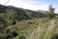 11260 SQM Land in Mitsero (Nicosia) for sale 