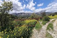 4683 SQM Land in Laneia (Limassol) for sale 