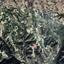 land for sale letymvou paphos 1907000 thumbnail 15596776
