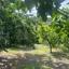 3 bedroom detached house for sale amiantos limassol 1294200 thumbnail 2715350