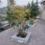 6 bedroom detached house for sale asgata limassol 1624300 thumbnail 17800209