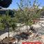 2 bedroom detached house sold kapparis famagusta 8747800 thumbnail 16614401