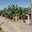 land for sale sea caves peyia paphos 1684900 thumbnail 5186560