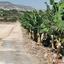 land for sale sea caves peyia paphos 1684900 thumbnail 5186563