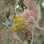 land for sale pyrgos limassol limassol 8274710 thumbnail 13977688